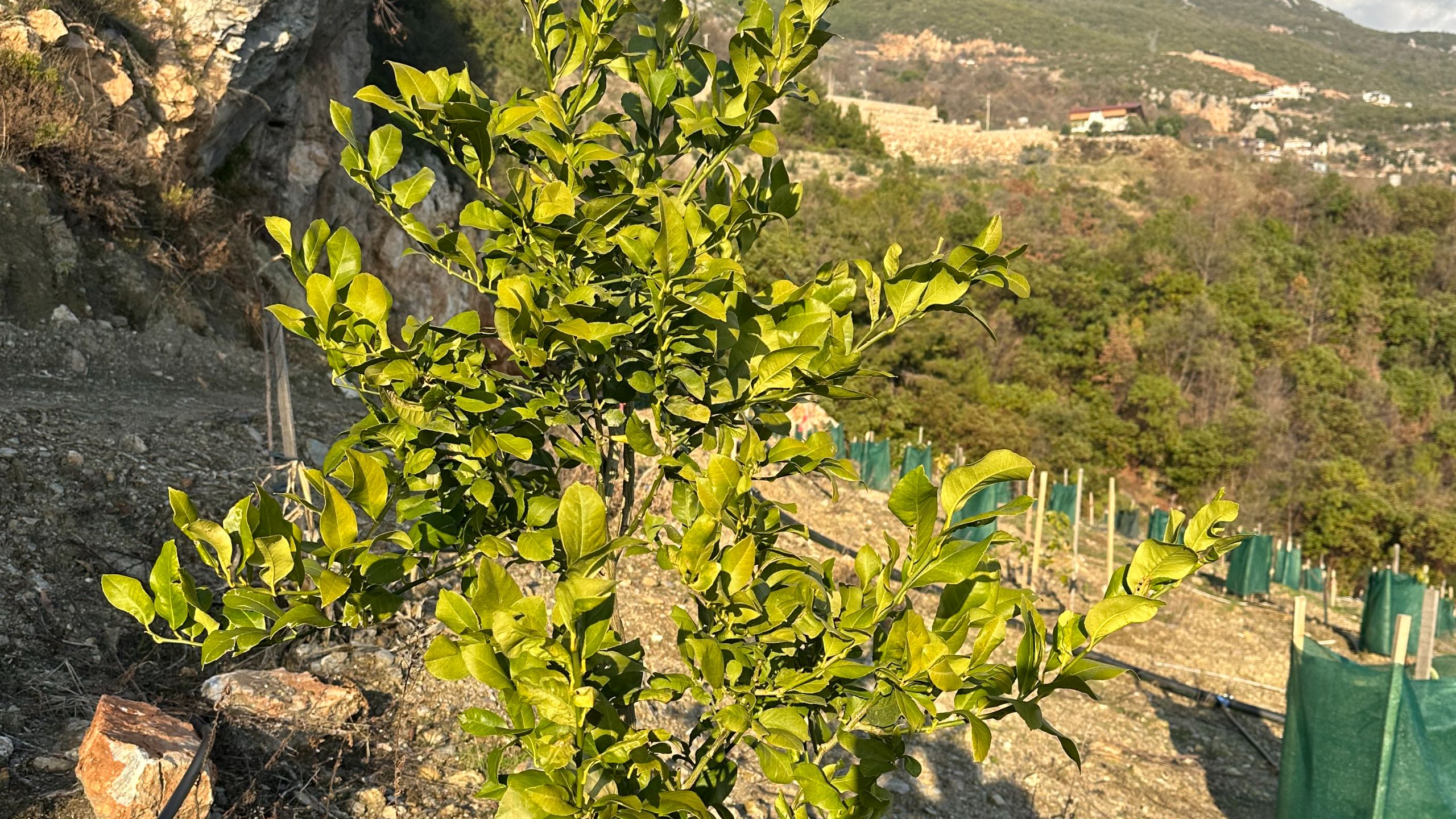 GÖZÜKÜÇÜKLÜ BAHÇE
