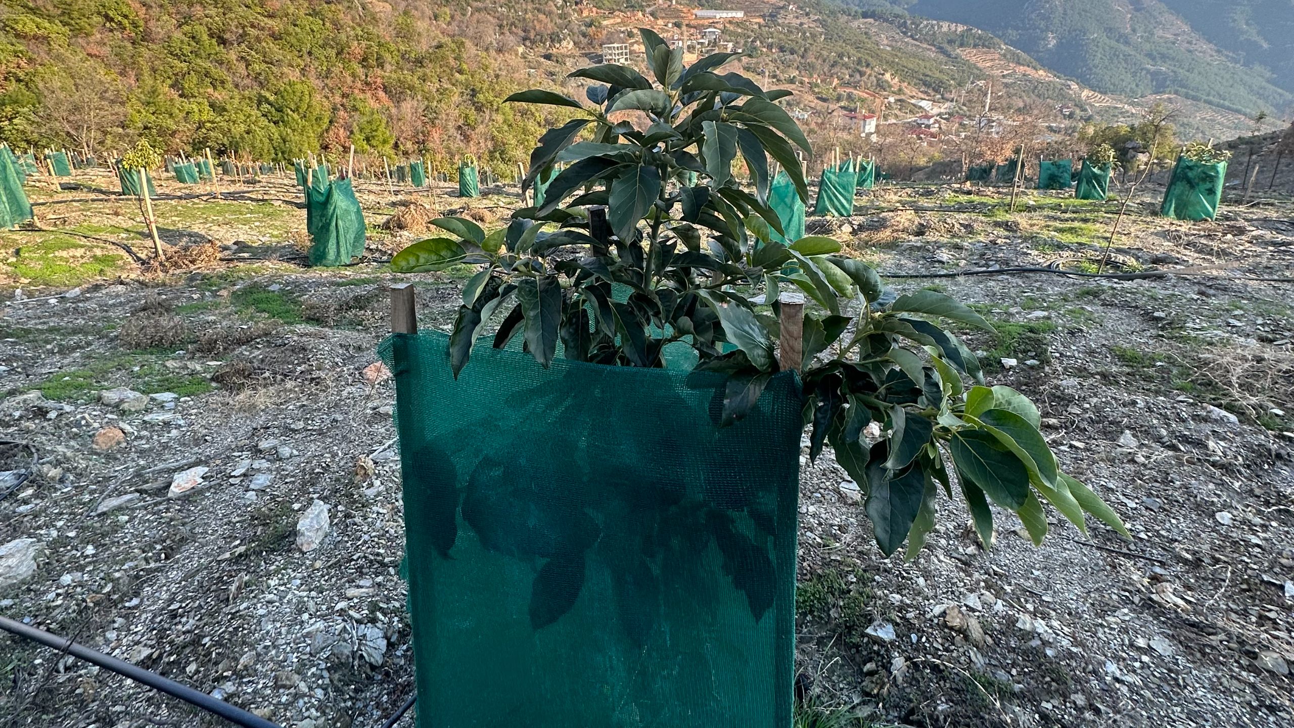 GÖZÜKÜÇÜKLÜ BAHÇE