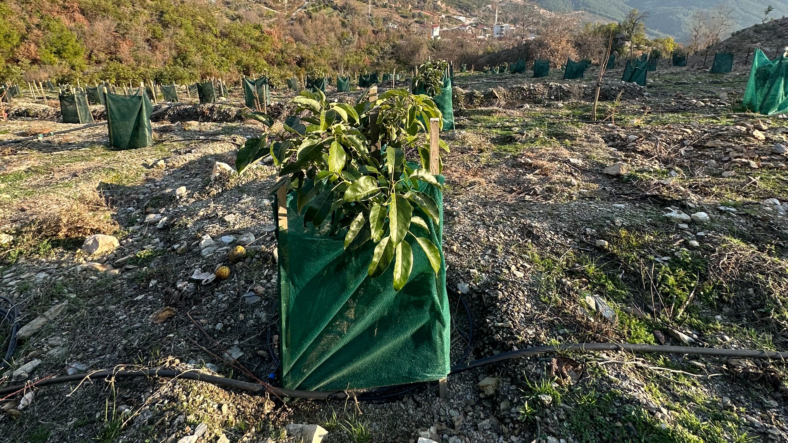 GÖZÜKÜÇÜKLÜ BAHÇE