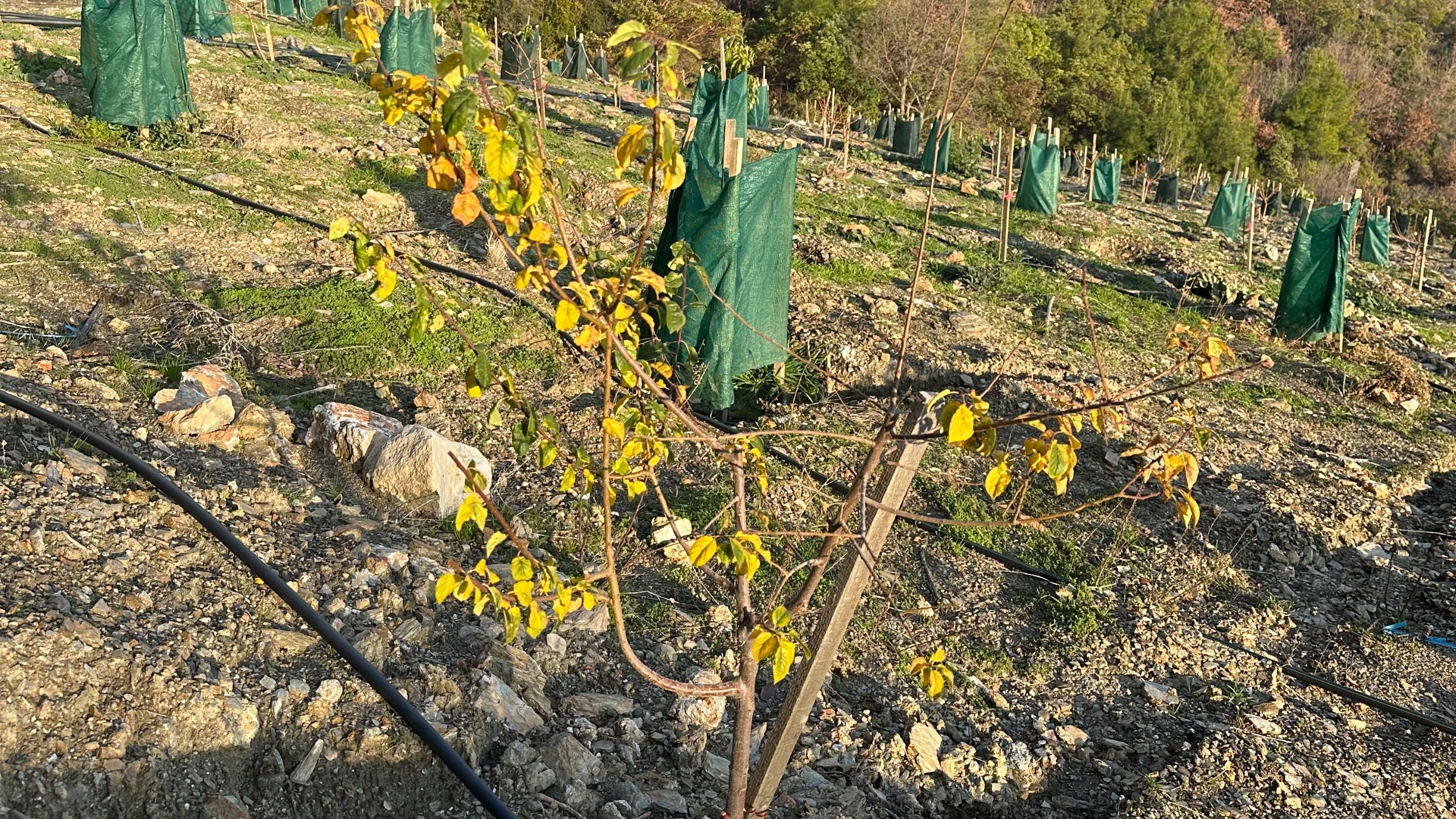 GÖZÜKÜÇÜKLÜ BAHÇE