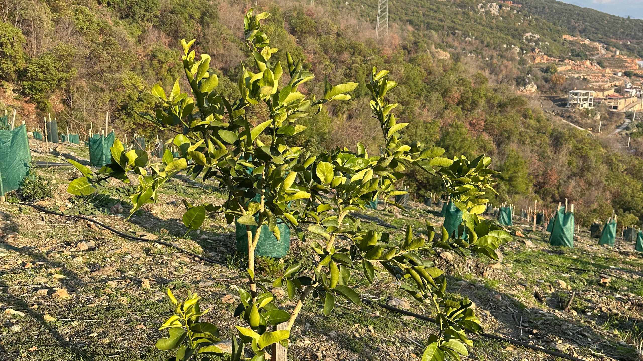 GÖZÜKÜÇÜKLÜ BAHÇE