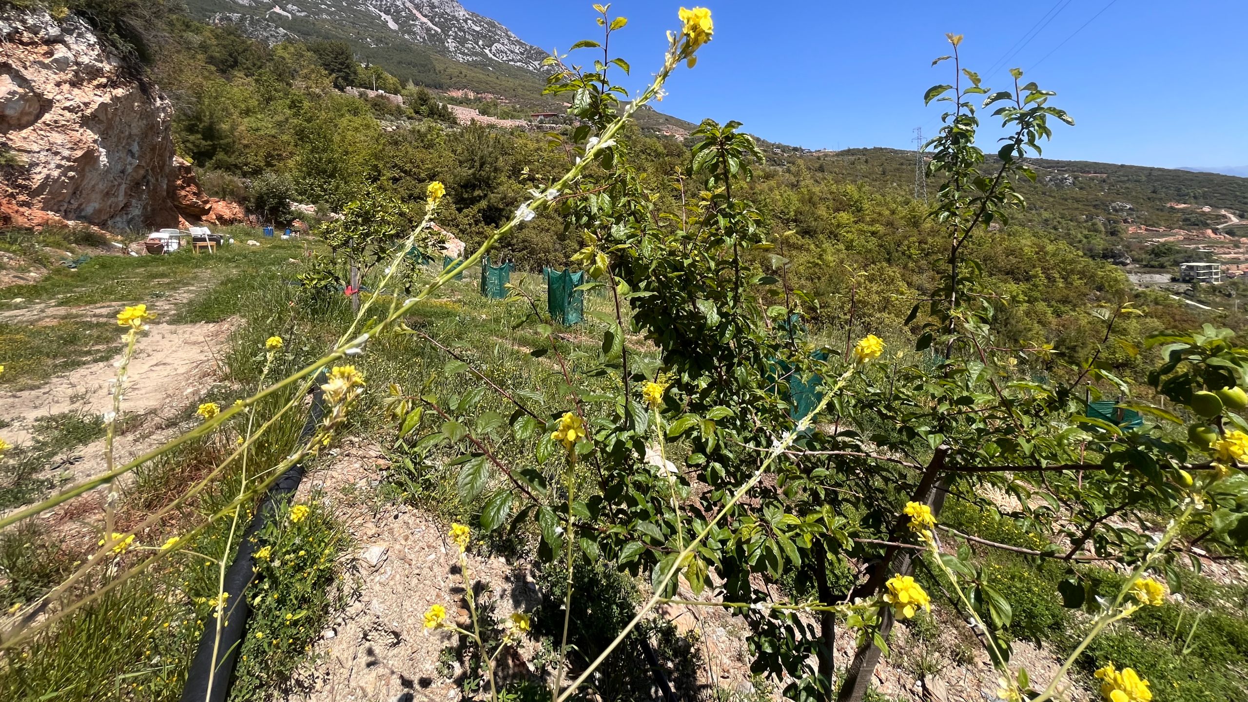 GÖZÜKÜÇÜKLÜ BAHÇE